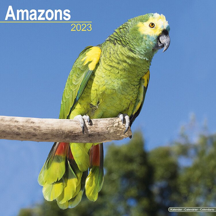 Calendrier 2027 Amazons