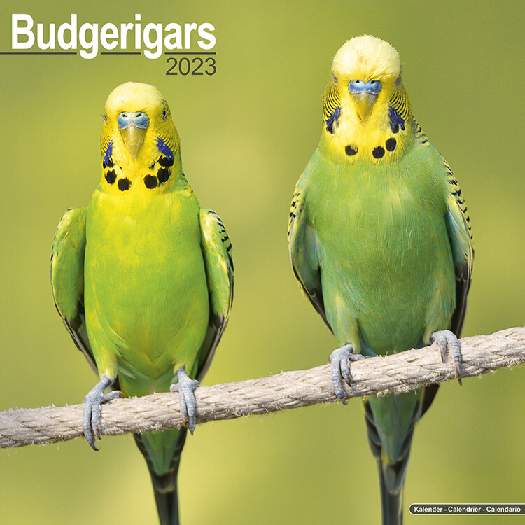 Calendario 2027 Budgerigar