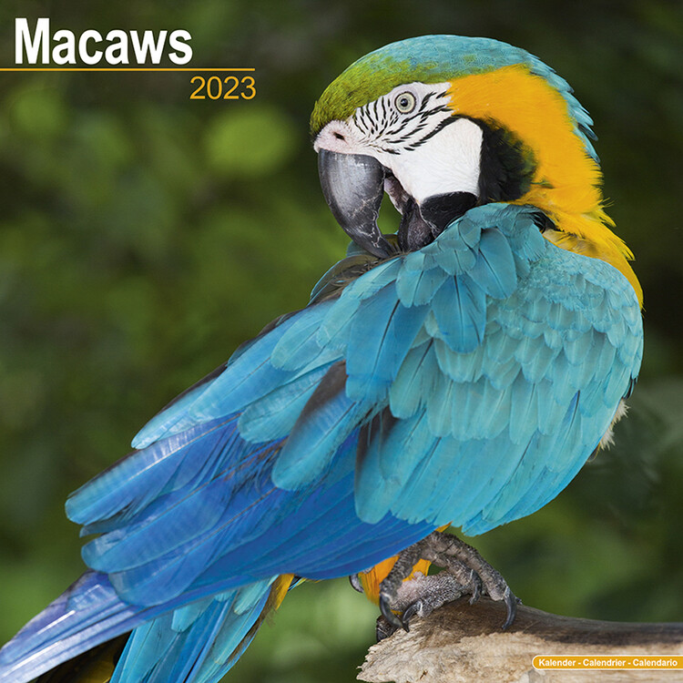 Kalender 2027 Macaws