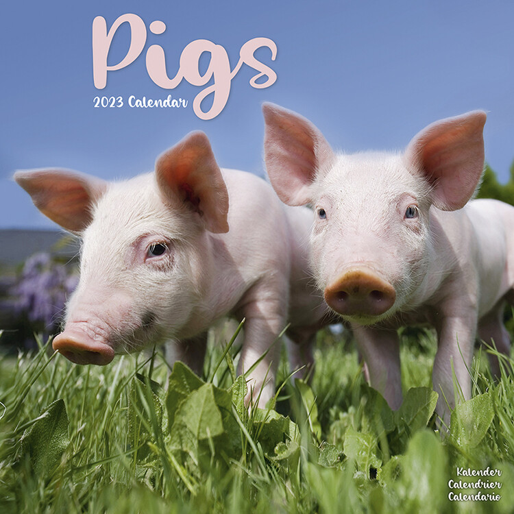 Kalender 2027 Pigs
