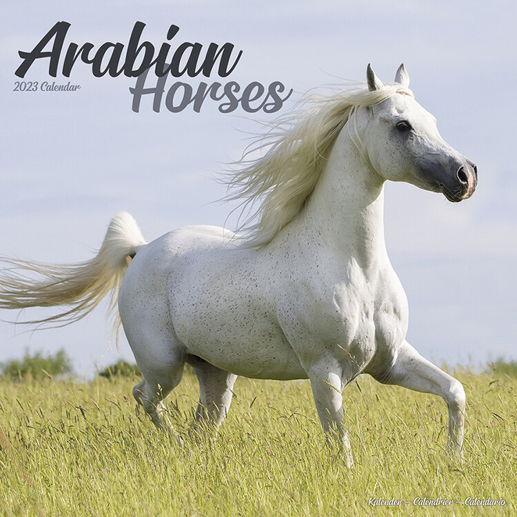 Kalender 2027 Arabian Horses