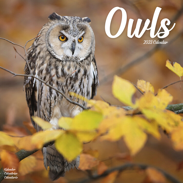 Kalender 2027 Owls
