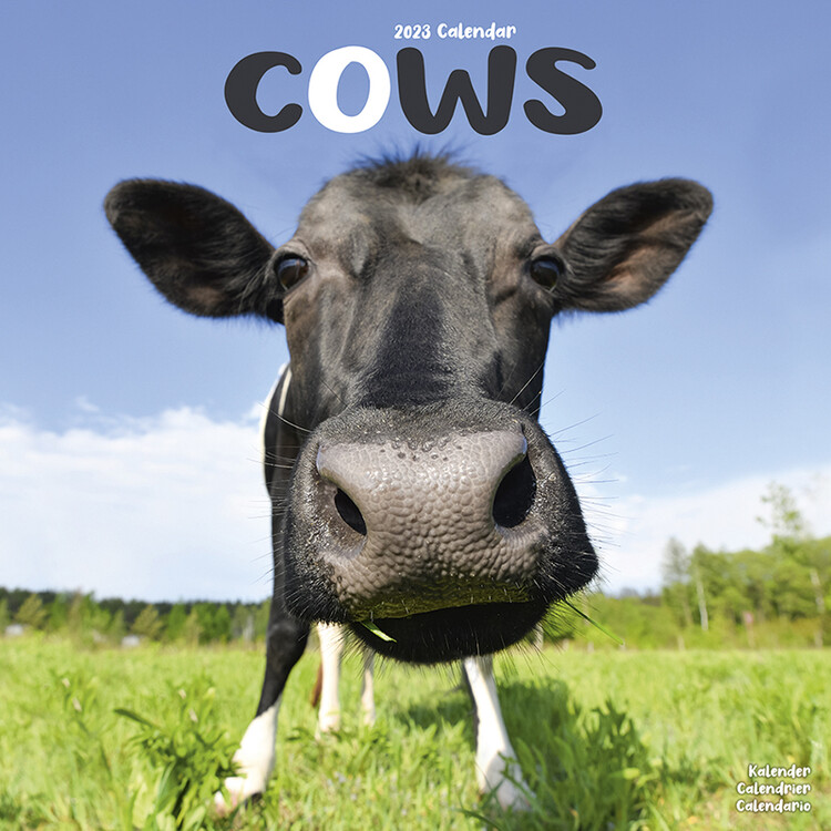 Calendrier 2027 Cows