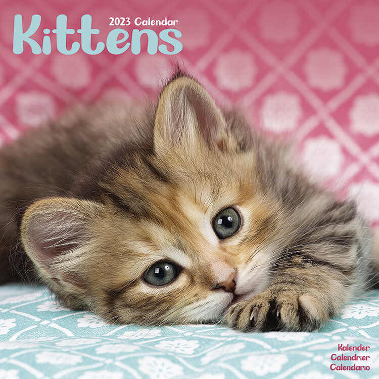 Kalender 2027 Kittens