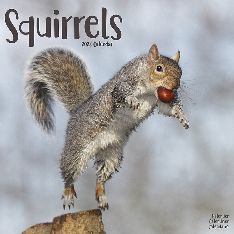 Calendario 2027 Squirrels