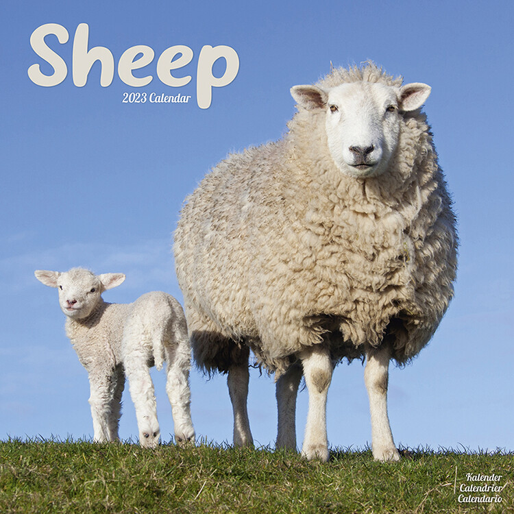Calendario 2027 Sheep