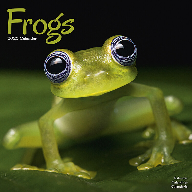 Calendrier 2027 Frogs