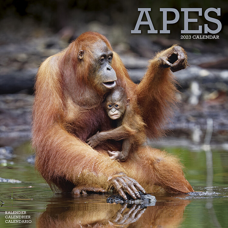 Calendario 2027 Apes