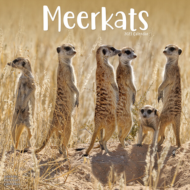 Naptár 2027 Meerkats