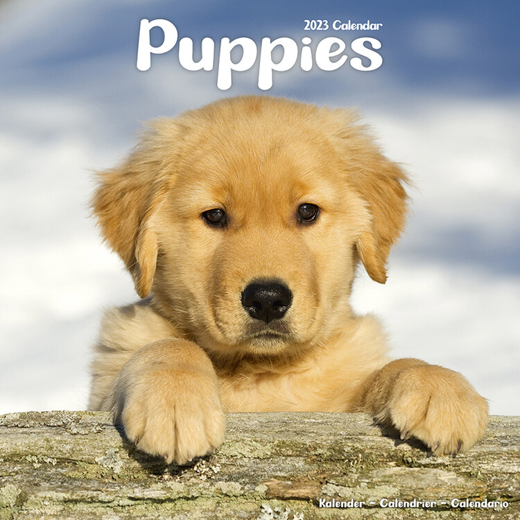Naptár 2027 Puppies