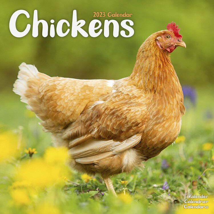 Kalender 2027 Chickens
