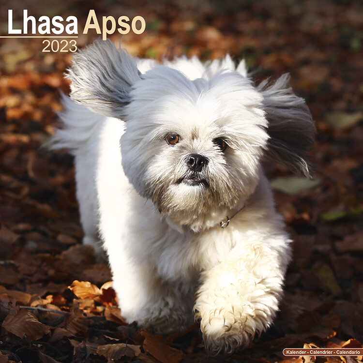 Naptár 2027 Lhasa Apso