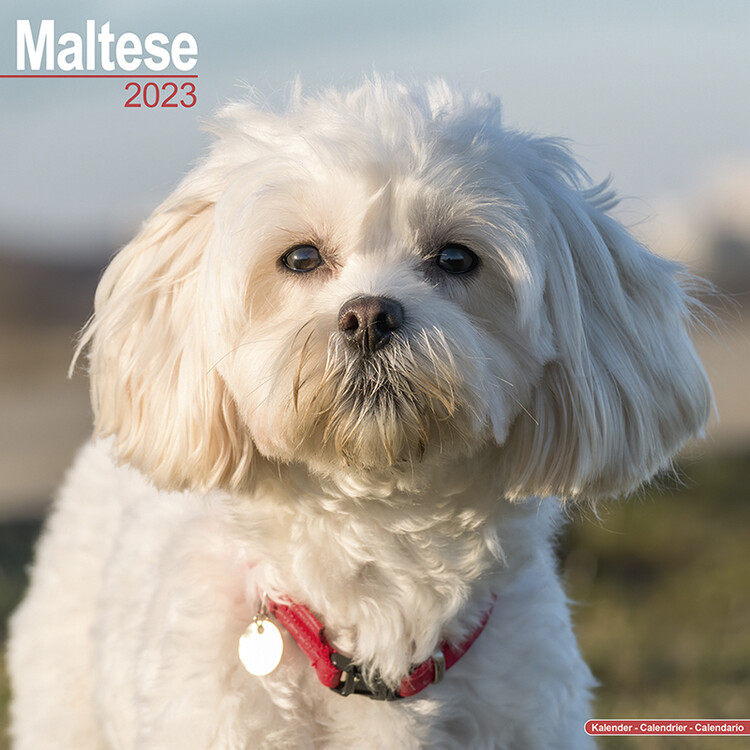 Naptár 2027 Maltese
