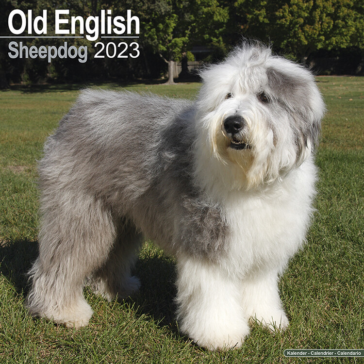 Calendario 2027 Old English Sheepdog