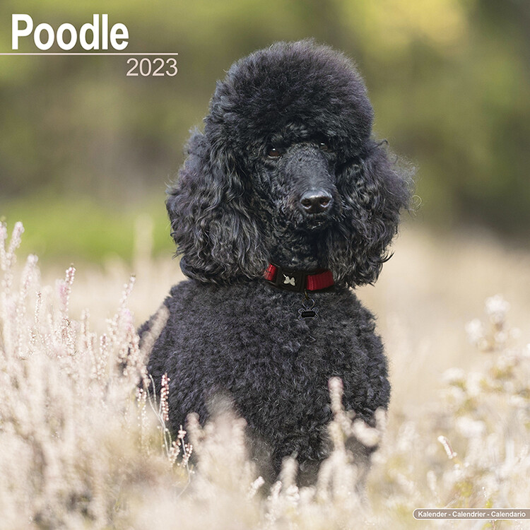 Naptár 2027 Poodle
