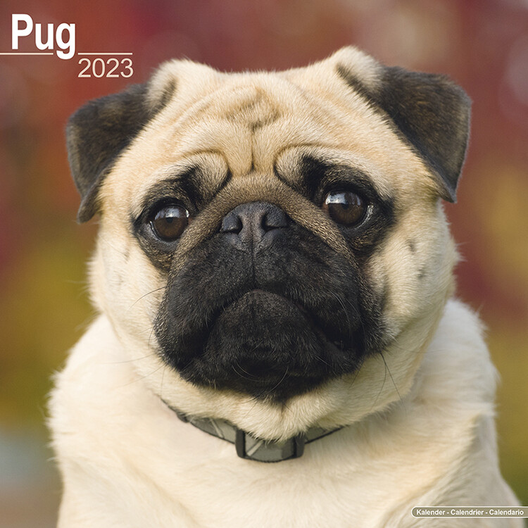 Naptár 2027 Pug