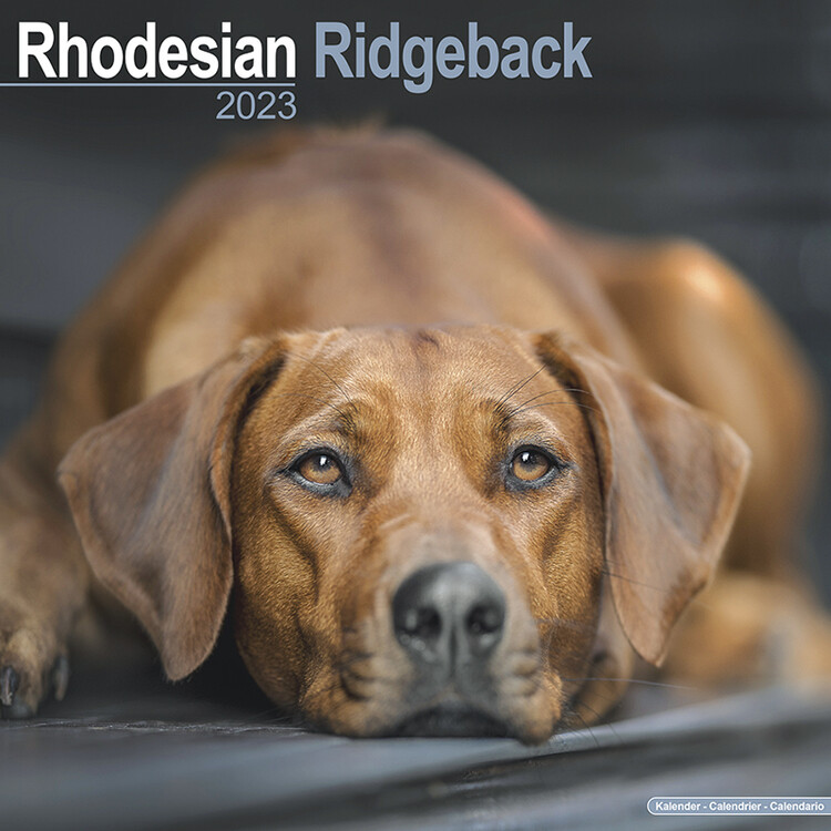 Kalender 2027 Rhodesian Ridgeback