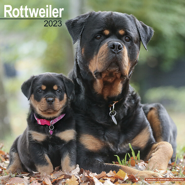Calendar 2027 Rottweiler