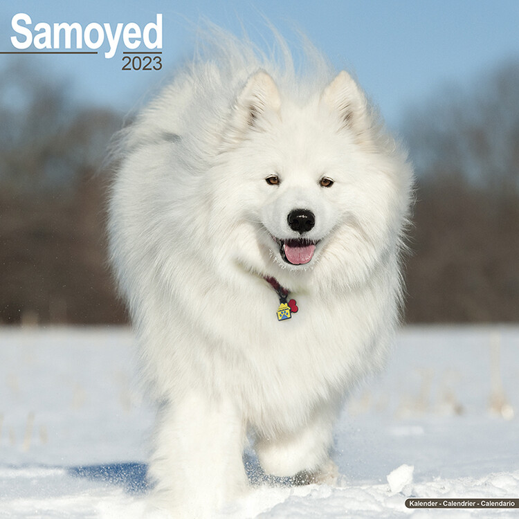 Naptár 2027 Samoyed