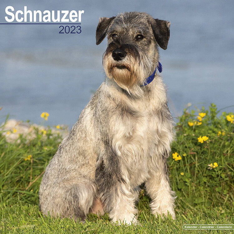 Calendario 2027 Schnauzer