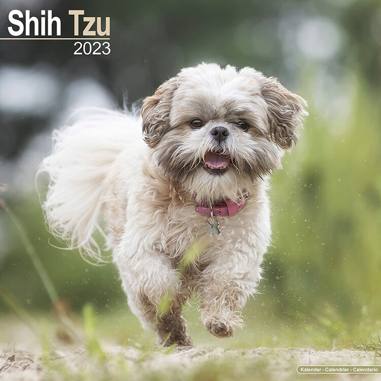 Naptár 2027 Shih Tzu