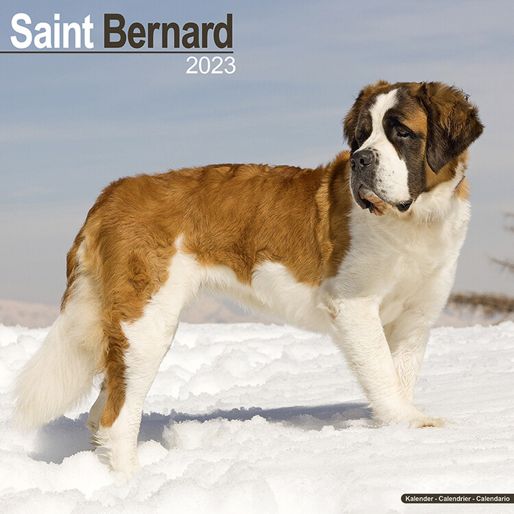 Naptár 2027 Saint Bernard