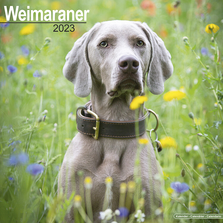 Naptár 2027 Weimaraner