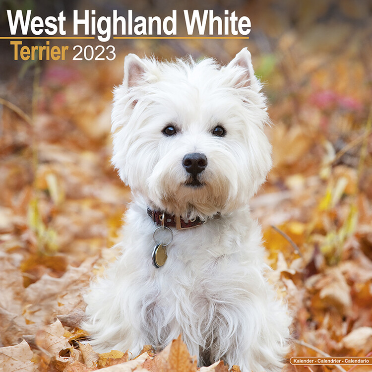 Calendario 2027 West Highland Terrier