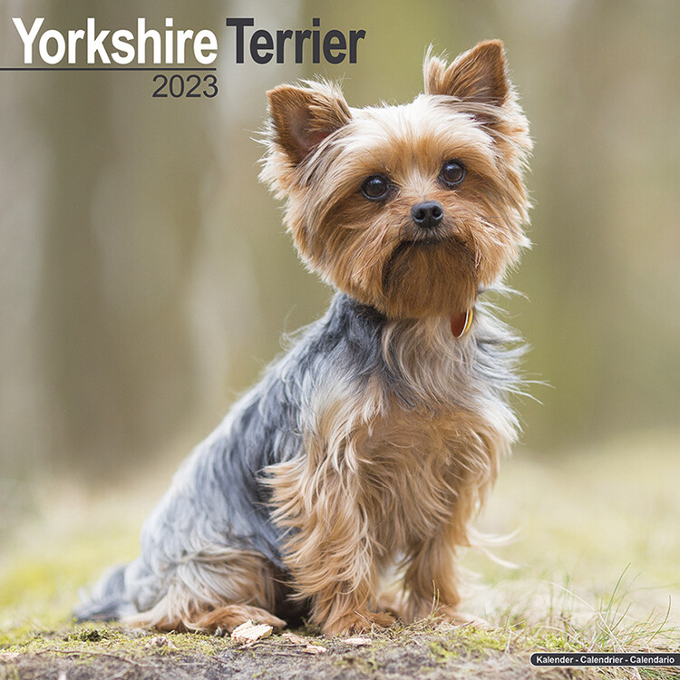 Kalender 2027 Yorkshire Terrier