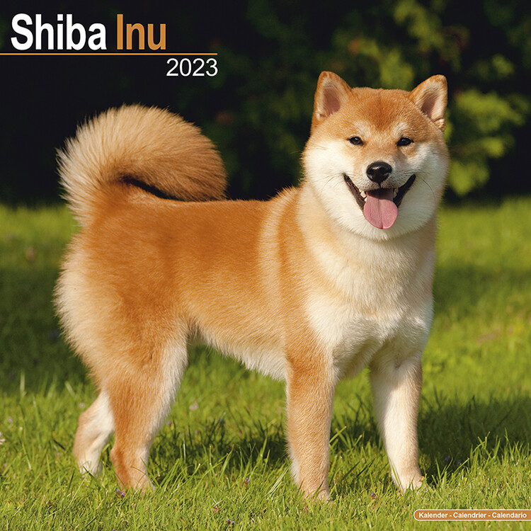 Calendario 2027 Shiba Inu