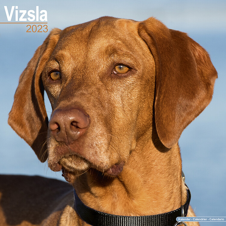 Naptár 2027 Vizsla