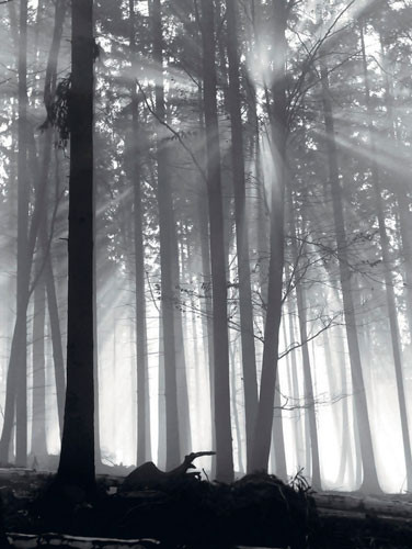 Art Print Forest Dawn