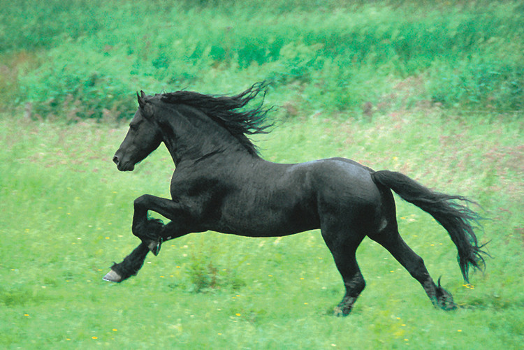Poster Black horse running