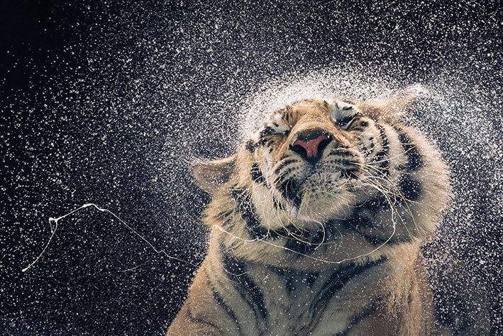 Poster Tim Flach - kanja