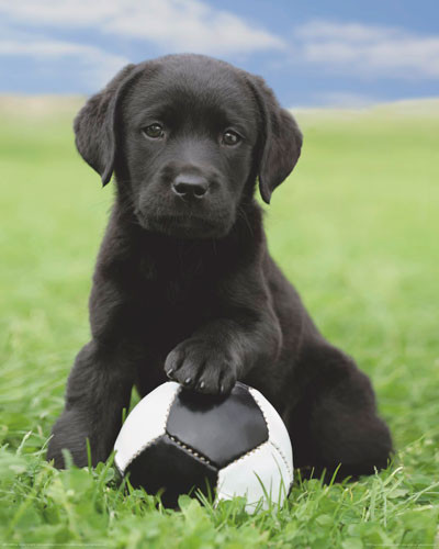 Poster Dog - labrador football