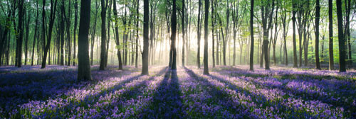 Poster Enchanted forest