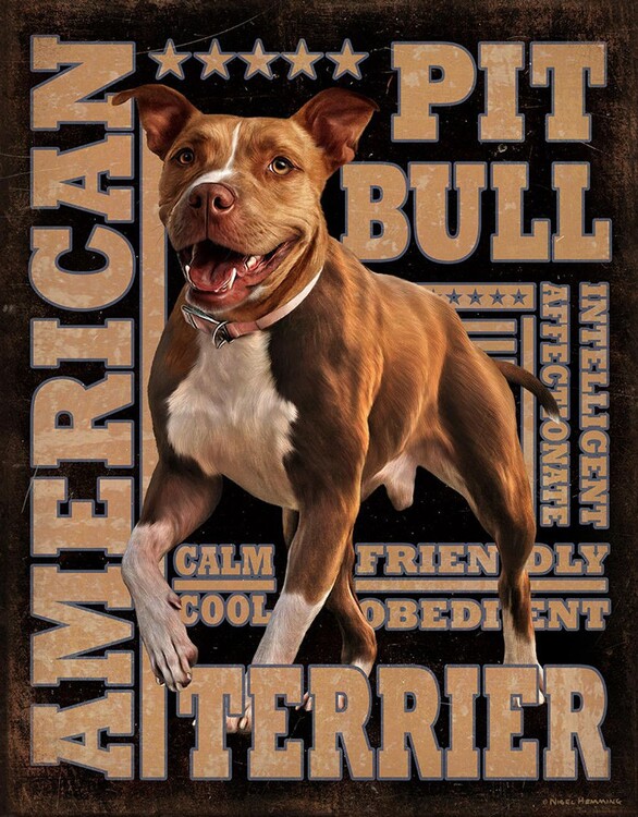 Metallschild American Pitbull