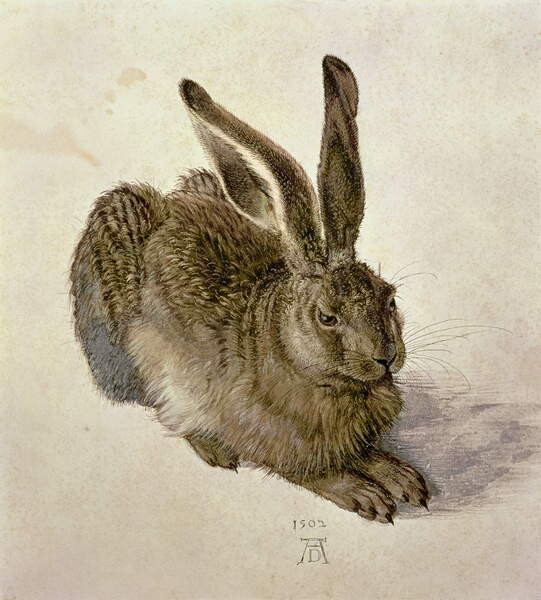 Obrazová reprodukce Hare, 1502, Albrecht Dürer, 35x40 cm
