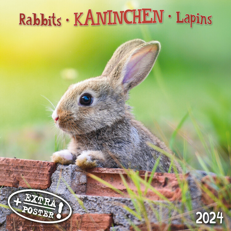 Naptár 2027 Rabbits