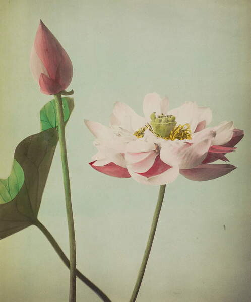 Obrazová reprodukce Lotus, 1896, Ogawa Kazumasa, 35 × 40 cm