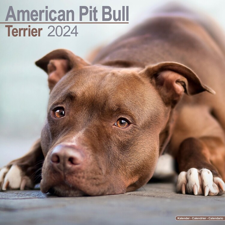 Kalendár 2027 Americký Pitbul teriér