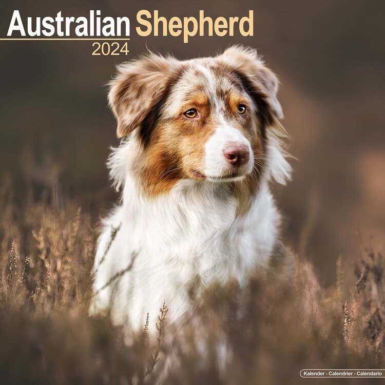 Naptár 2027 Australian Shepherd