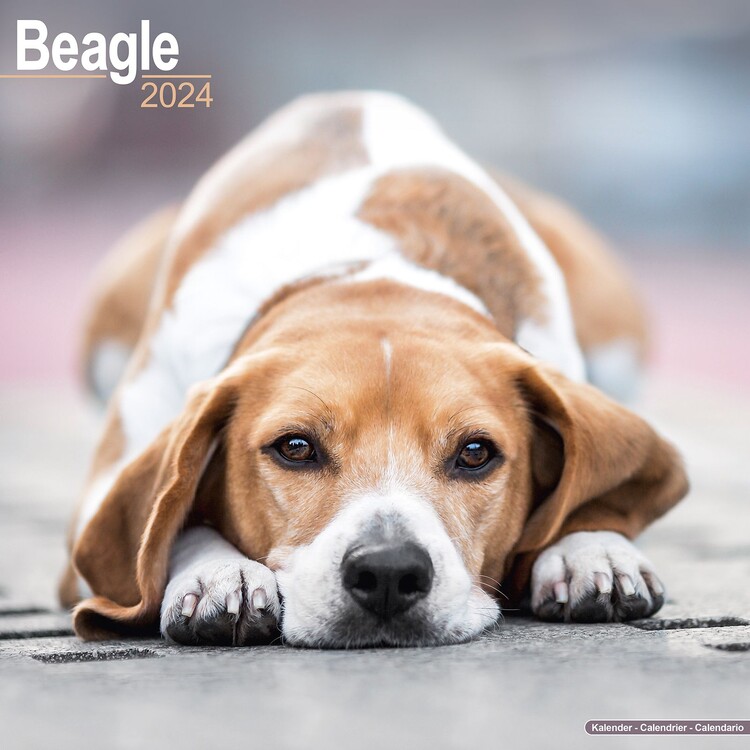 Calendrier 2027 Beagle
