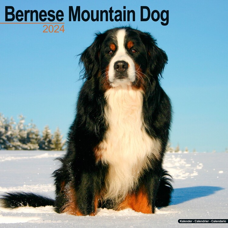 Kalender 2027 Bernese Mountain Dog