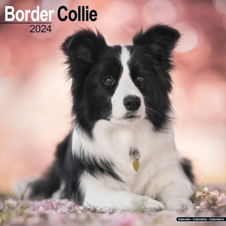 Calendario 2027 Border Collie