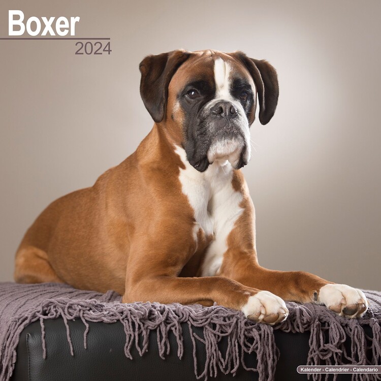 Naptár 2027 Boxer