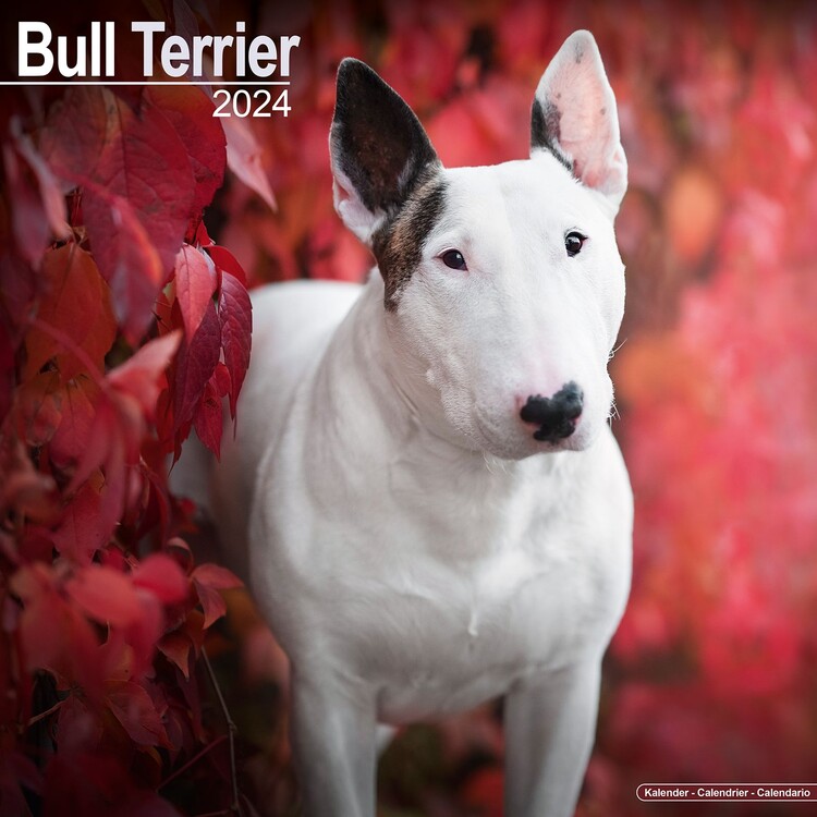 Calendario 2027 Bull Terrier