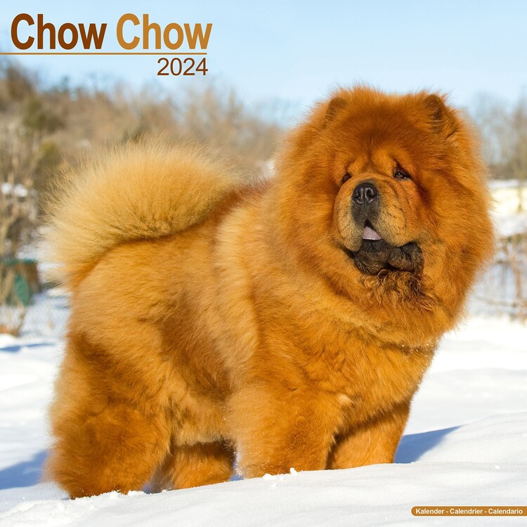 Naptár 2027 Chow Chow