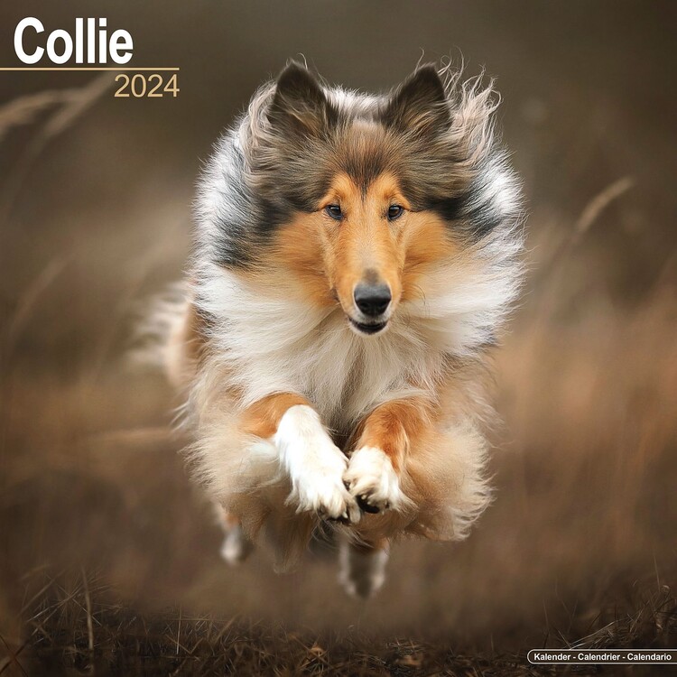 Naptár 2027 Collie