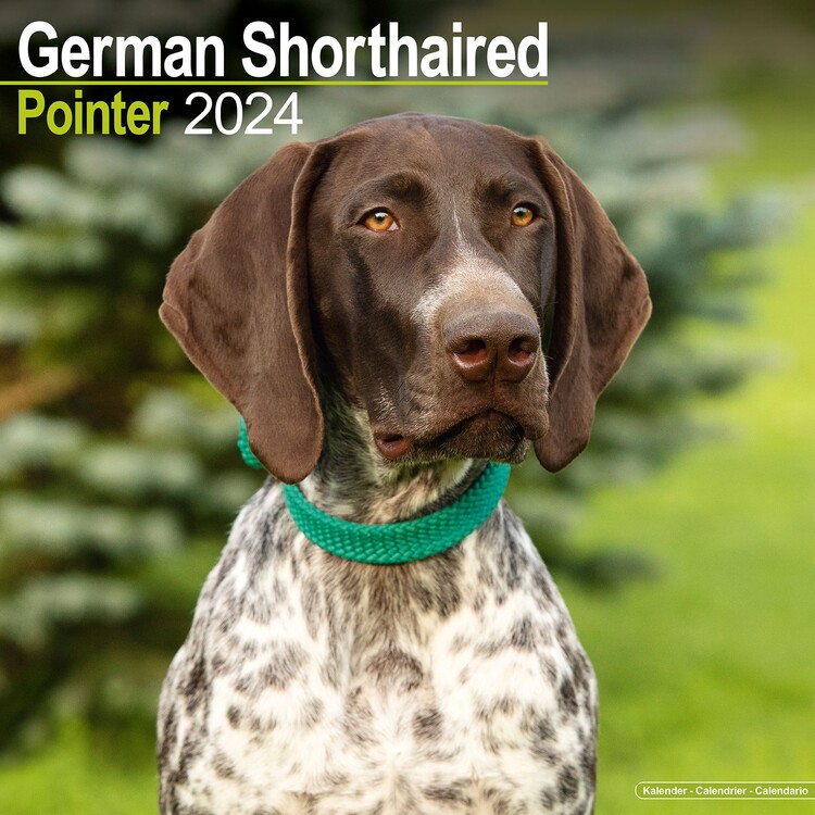 Naptár 2027 German ShortHair Pointer